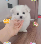 出售：50多天的白色博美喜欢的联系，狗狗很可爱