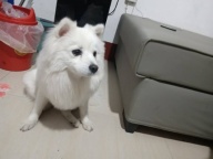 柳林找狗狗，在今天早上的8.40左右的生康家沟戏台对面玩的时