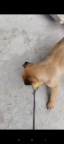 出售小马犬（马林诺斯犬）鹰王儿子出的小马犬，两个月，疫苗两针