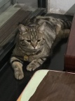 无偿领养 | 2岁金渐层公猫（已绝育+习惯良好）| 附全套用
