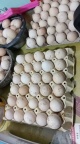 出售散养土鸡蛋 | 纯粮食喂养不吃饲料 | 农家自产 | 新