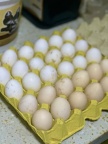 新鲜家鸡蛋 | 五谷杂粮散养，无饲料激素，蛋黄紧实喷香，每日