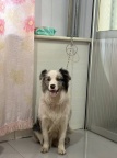 寻找爱犬，名叫11，陨石色边牧，有线索者请速联系！