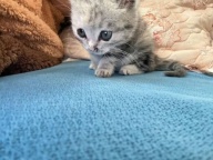 出售：有人要短毛银猫吗 家中已有一只大的 （绿色眼睛 短毛 