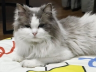 自家繁育英短黑金渐层小奶猫，找靠谱铲屎官 图一金渐层父母，毛