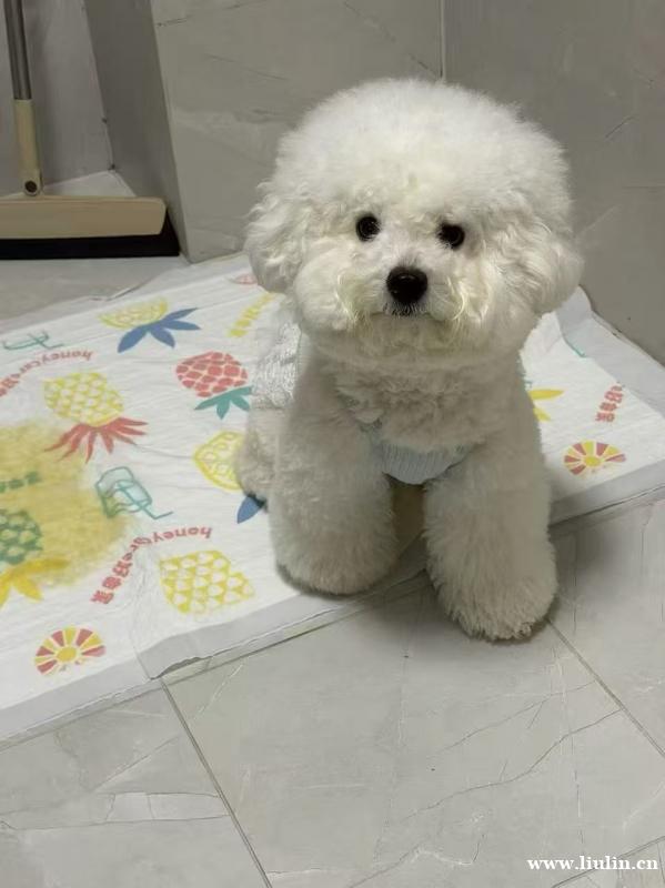本人犬舍因工作原因,犬舍不再经营,全部清仓。 现有6条雪纳瑞 本人犬舍因工作原因,犬舍不再经营,全部清仓。 现有6条雪纳瑞