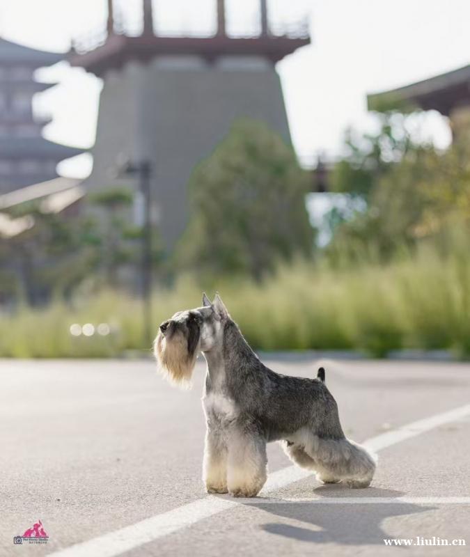 本人犬舍因工作原因,犬舍不再经营,全部清仓。 现有6条雪纳瑞 本人犬舍因工作原因,犬舍不再经营,全部清仓。 现有6条雪纳瑞