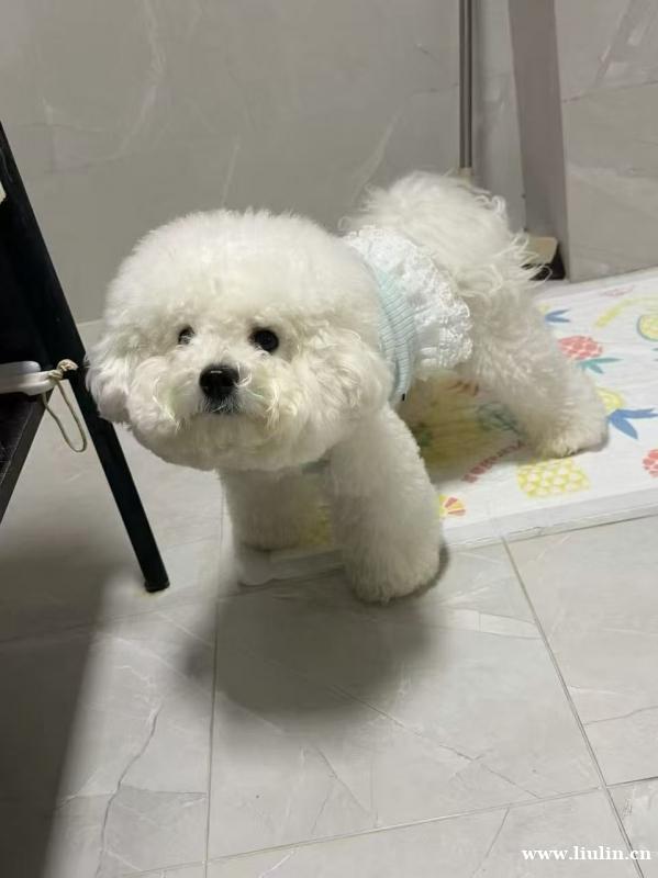 本人犬舍因工作原因,犬舍不再经营,全部清仓。 现有6条雪纳瑞 本人犬舍因工作原因,犬舍不再经营,全部清仓。 现有6条雪纳瑞