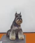 本人犬舍因工作原因,犬舍不再经营,全部清仓。 现有6条雪纳瑞
