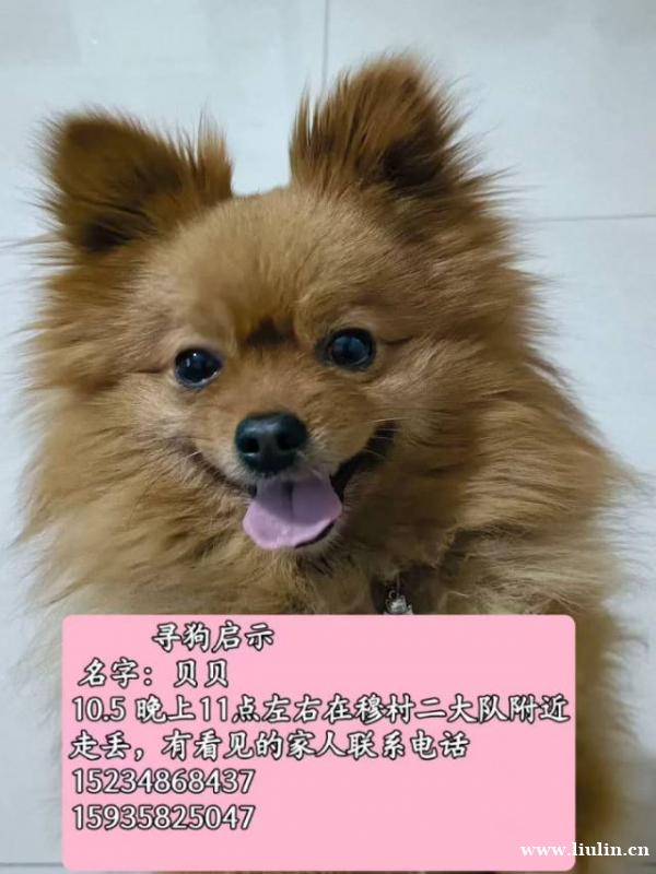 寻狗启事 狗狗特征:博美犬,名字叫贝贝,叫名字有反应,脖子上 寻狗启事 狗狗特征:博美犬,名字叫贝贝,叫名字有反应,脖子上
